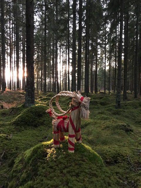 Halmbock/Julbock med julröda bomullsband, stående, 50cm hög